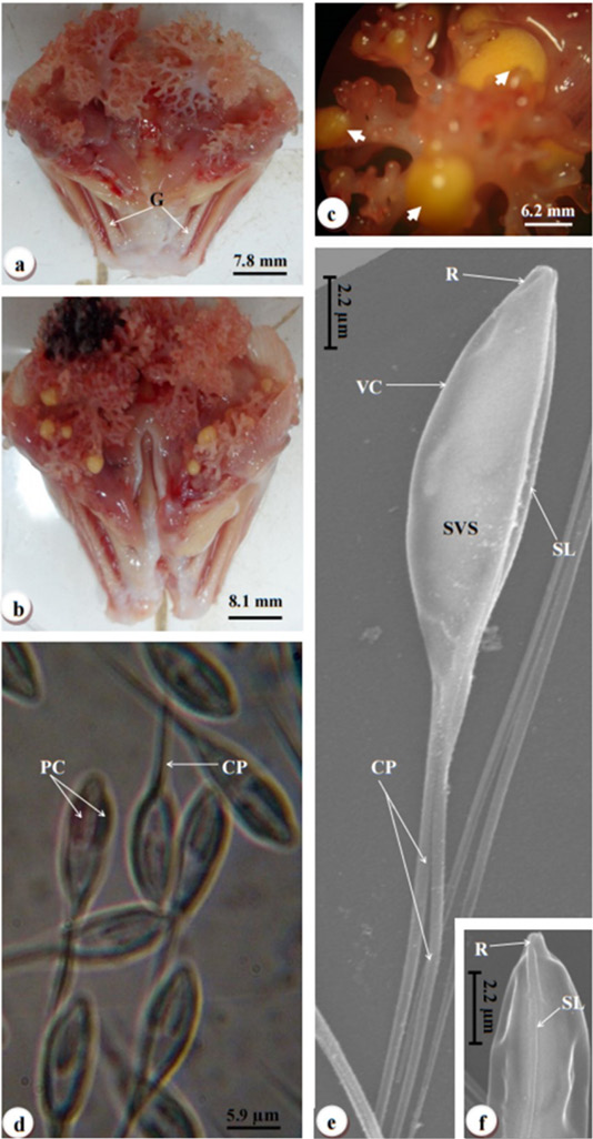 Figure 4: