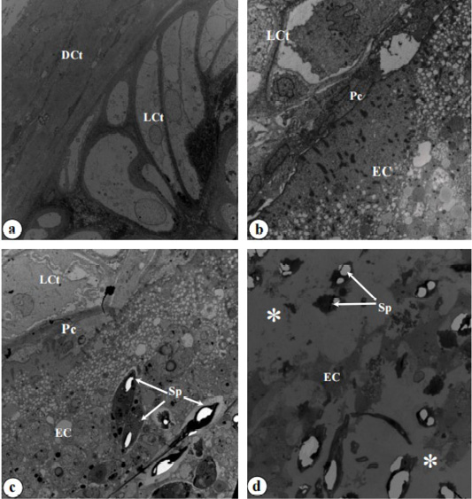 Figure 6: