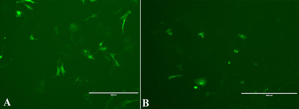 Fig. 8.