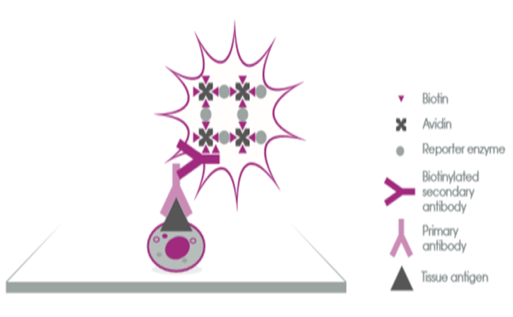 Figure 2: