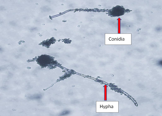 Figure 2: