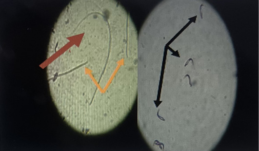 Figure 3:
