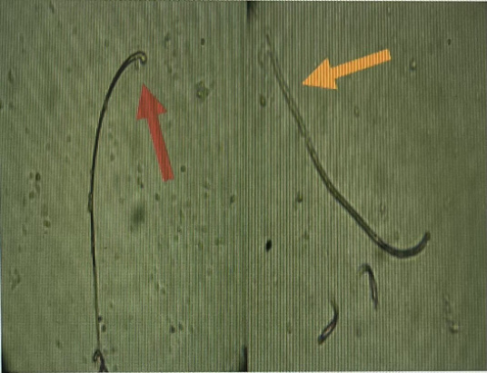 Figure 4: