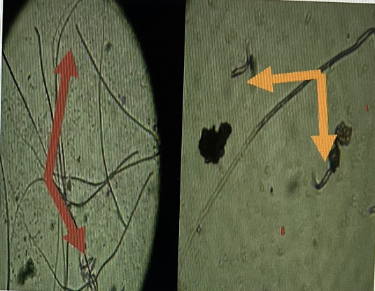 Figure 5: