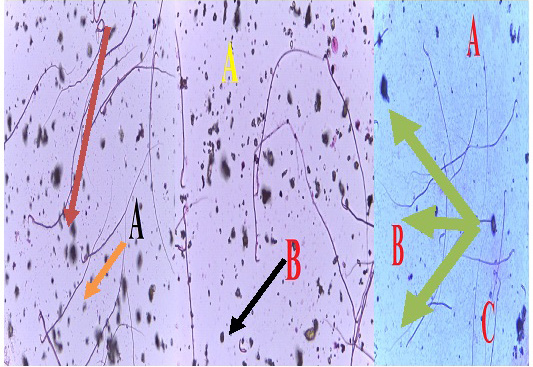Figure 6: