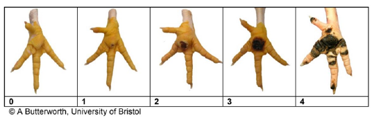 Figure 2:
