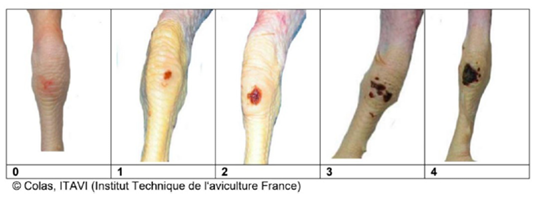 Figure 3: