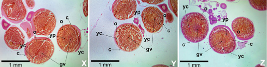 Figure 5: