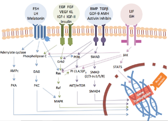 Figure 3: