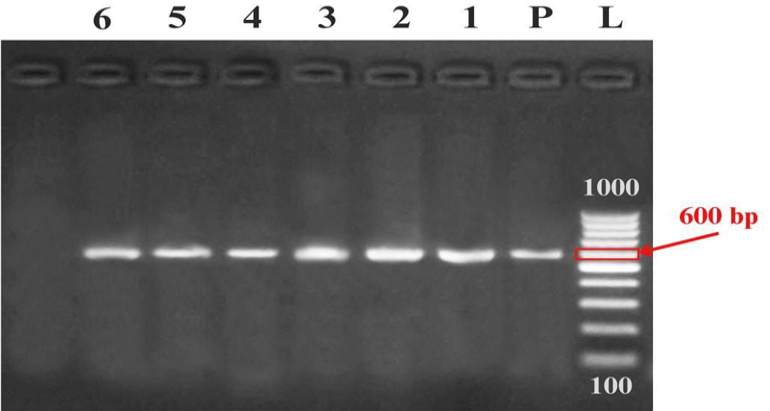 Figure 3: