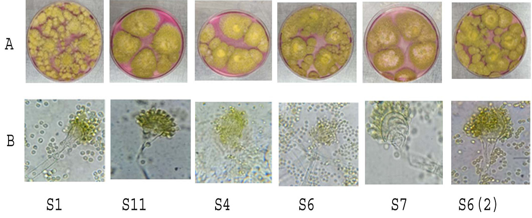 Figure 1: