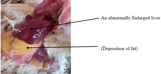 Figure 2: