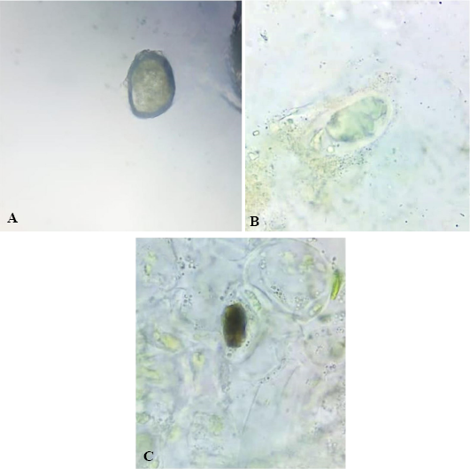Figure 5: