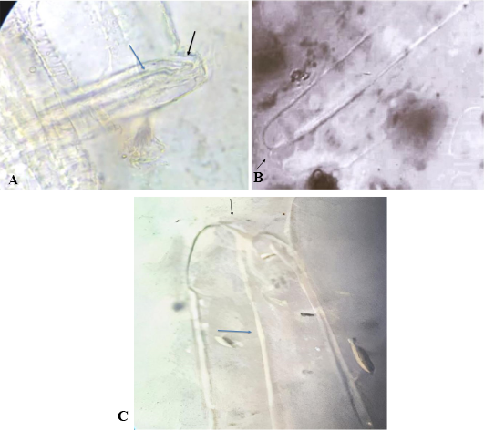 Figure 2: