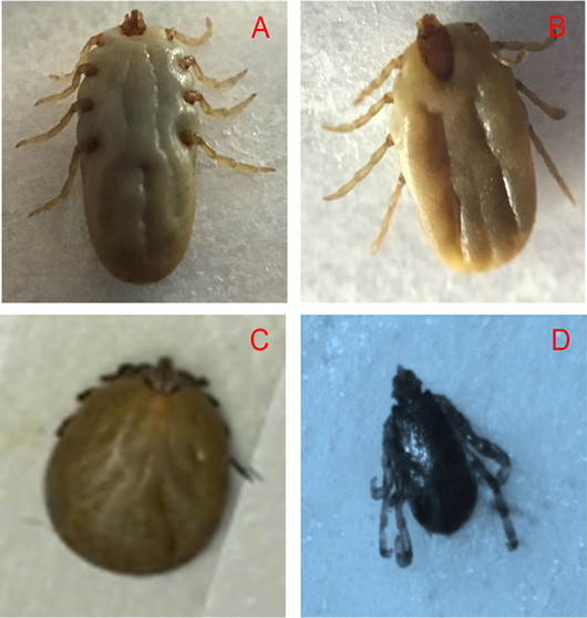 Figure 2:
