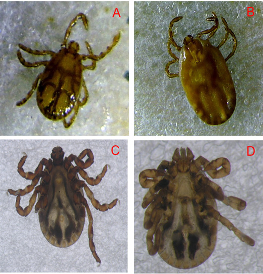 Figure 3: