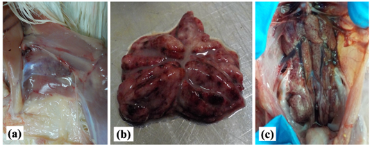 Figure 2: