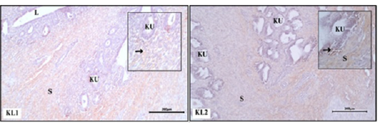 Figure 2: