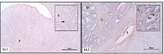 Figure 3: