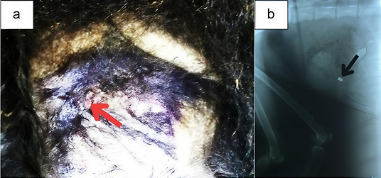 Figure 3: