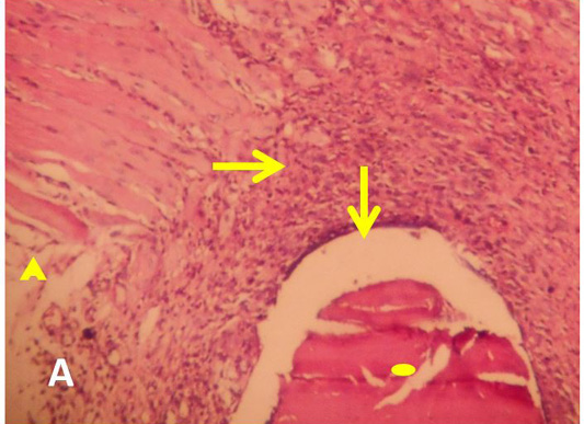 Figure 4: