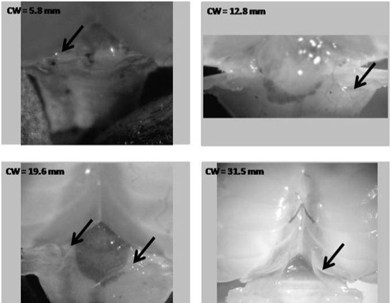 Fig. 5.