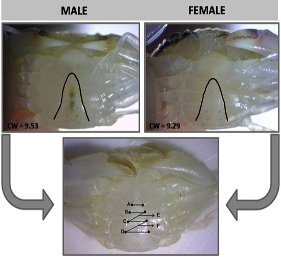 Fig. 1.