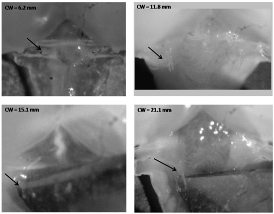 Fig. 6.