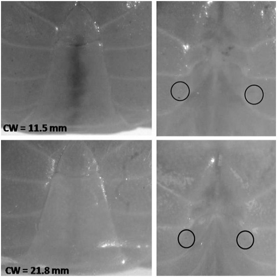 Fig. 3.