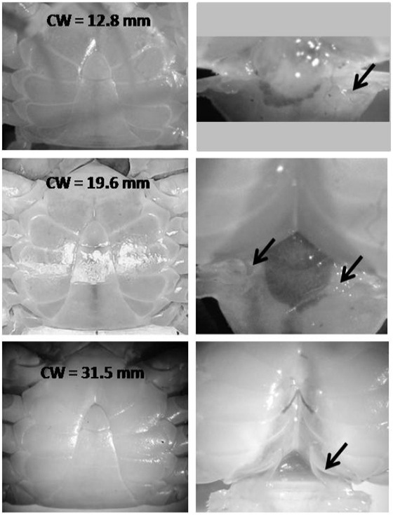 Fig. 4.