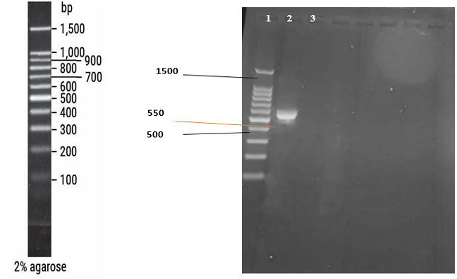 Figure 2: