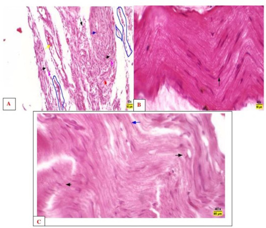 Figure 4: