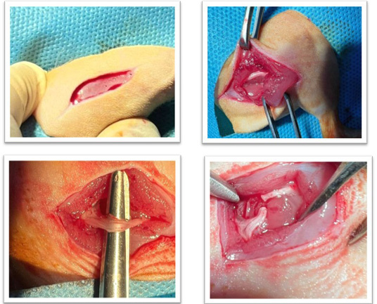 Figure 1: