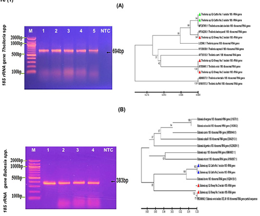 Figure 1: