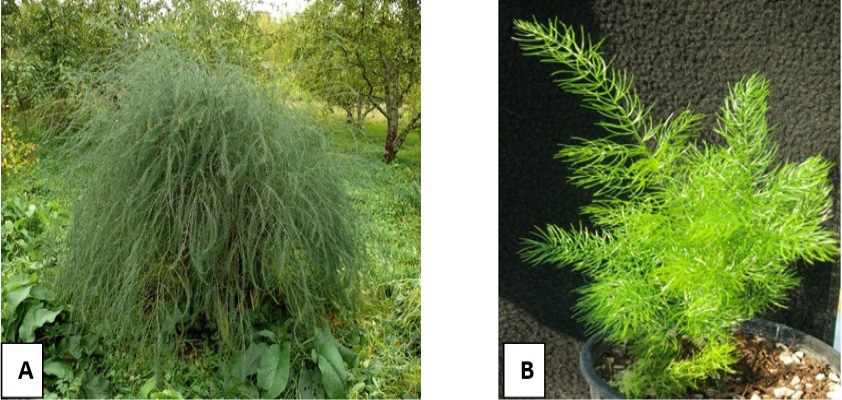 Figure 2:
