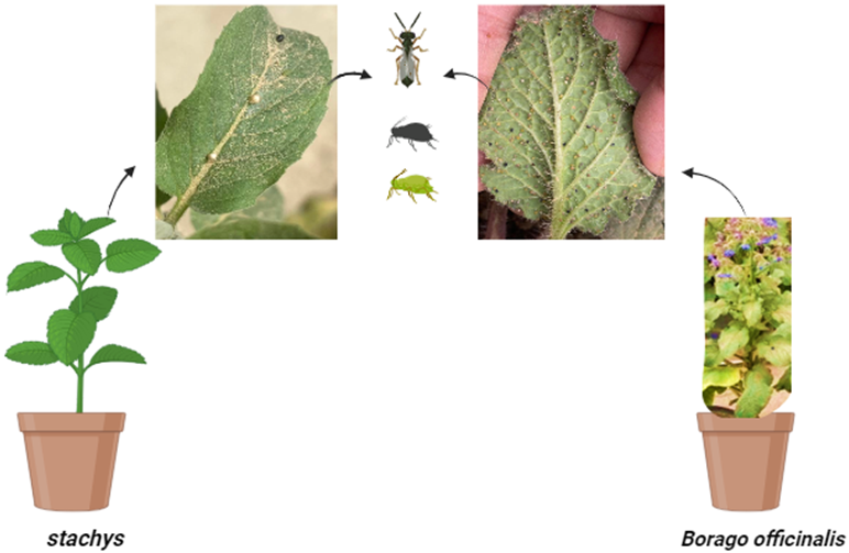 Figure 2: