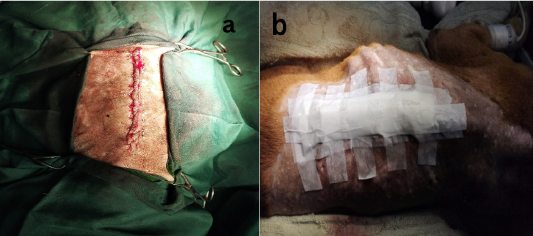 Figure 4: