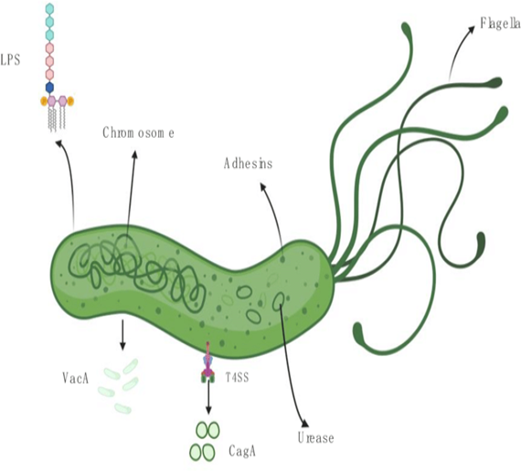Figure 2: