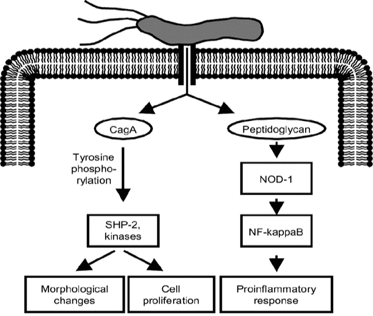 Figure 3: