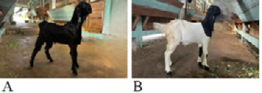 Figure 2:
