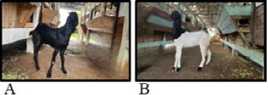 Figure 3: