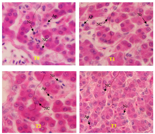 Figure 3: