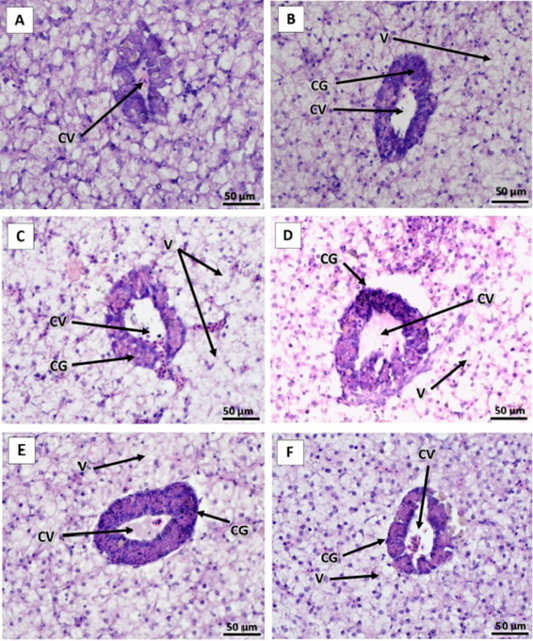 Figure 6:
