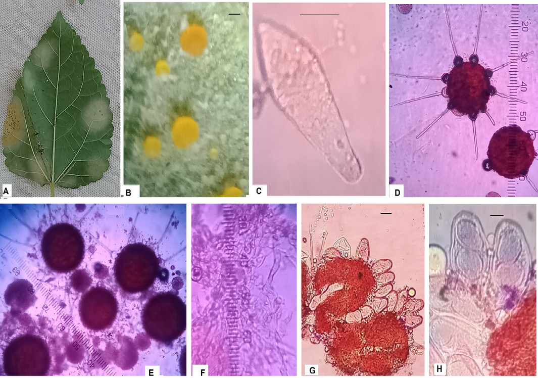 Figure 3: