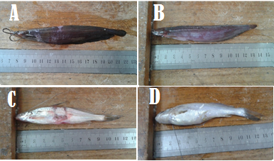 Figure 2: