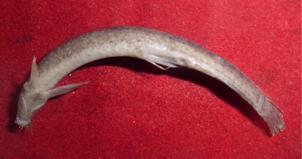 Figure 2: