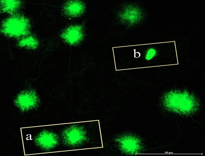 Figure 4: