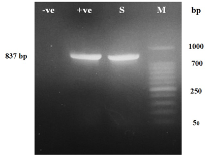 Figure 2: