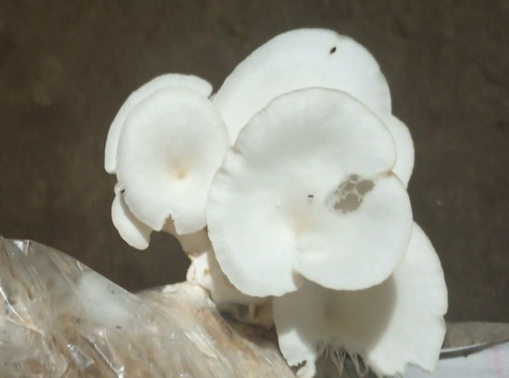 Figure 2: