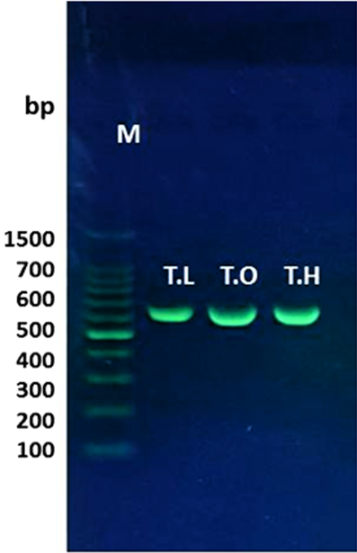 Figure 2: